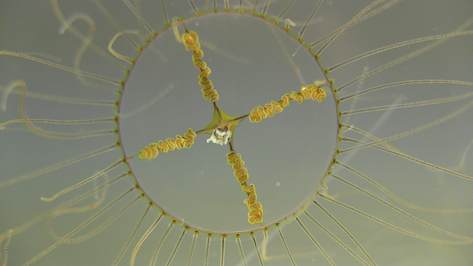 Clinging jellyfish