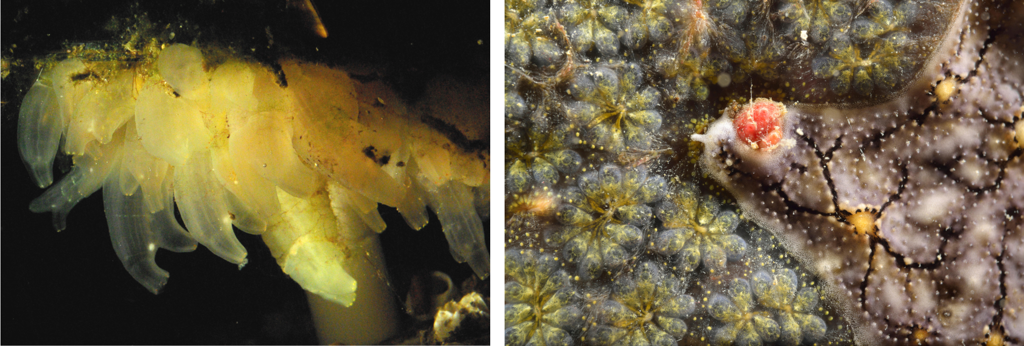 Tunicates 