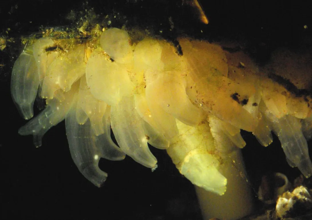 Tunicates